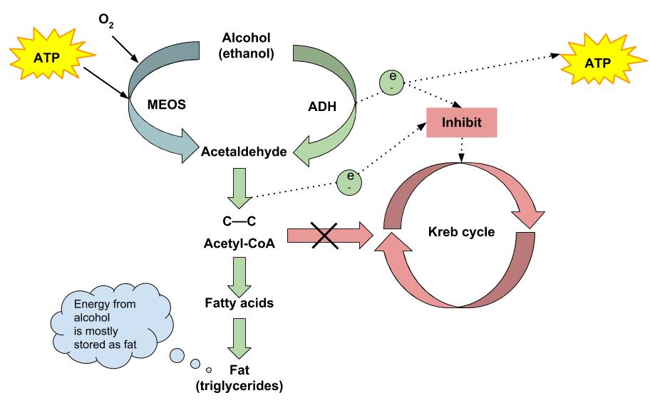 Alcohol Metabolism Human Nutrition