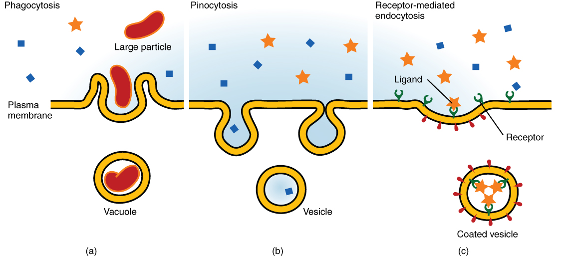 This image shows the three different types of endocytosis. The left panel shows phagocytosis, where a large particle is seen to be engulfed by the membrane into a vacuole. In the middle panel, pinocytosis is shown, where a small particle is engulfed into a vesicle. In the right panel, receptor-mediated endocytosis is shown; the ligand binds to the receptor and is then engulfed into a coated vesicle.