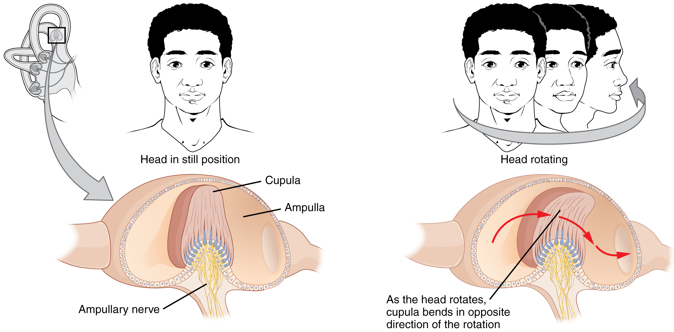 The left panel of this image shows a person’s head in a still position. Underneath this, the ampullary nerve is shown. The right panel shows a person rotating his head, and the below that, the direction of movement of the cupula is shown.