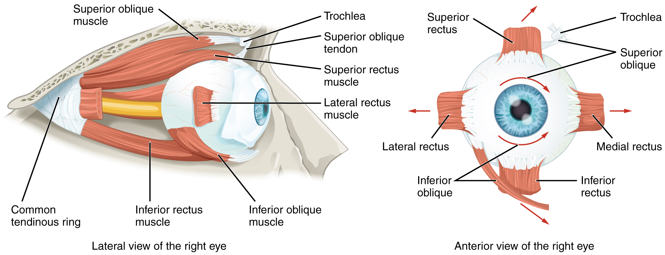 This image shows the muscles surrounding the eye. The left panel shows the lateral view, and the right panel shows the anterior view of the right eye.