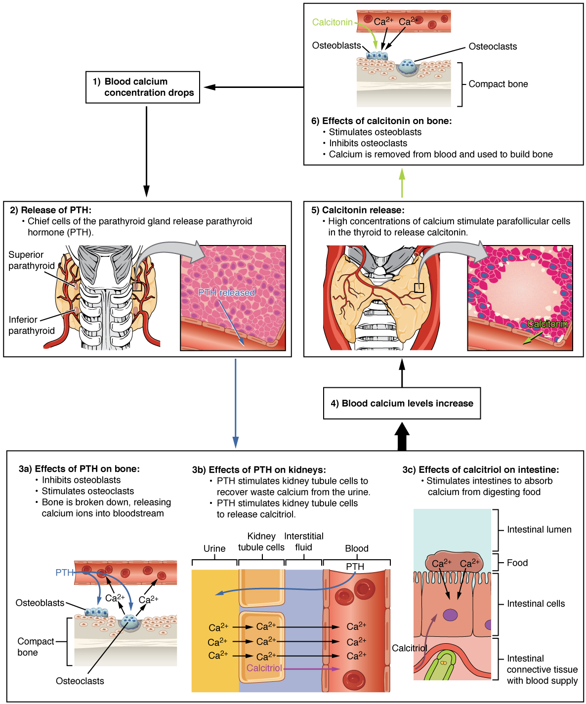 This diagram shows the role of parathyroid hormone in maintaining blood calcium homeostasis. When blood calcium concentration drops, chief cells of the parathyroid gland release parathyroid hormone (PTH). PTH affects bone, the kidneys and the intestines. In regards to bone, PTH inhibits osteoblasts and stimulates osteoclasts. This results in compact bone being broken down, as illustrated by an osteoclast burrowing into the surface of a bone. The break down releases calcium ions into a nearby blood vessel. The osteoblasts are inactive in this stage. In regards to the kidneys, PTH stimulates kidney tubule cells to recover waste calcium from the urine. PTH also stimulates kidney tubule cells to release calcitrol. This is illustrated with a cross section of a kidney tubule, showing the cells of the tubule wall. Urine is running to the left of the tubule wall cells while an artery is to the right. The right edge of the tubule wall cells and the left edge of the artery are separated by a small region of interstitial space. The cells are removing calcium from the urine and pumping it into the interstitial fluid, after which the calcium enters the artery. The cells are also pumping calcitrol into the blood vessel. In regards to the intestine, PTH stimulates the intestines to absorb calcium from digesting food. A cross section of an intestinal cell is shown, which is cube-shaped but with finger-like projections on the intestinal lumen side (top). Beneath the intestinal cell is an artery. Calcitrol is leaving the artery and entering the intestinal cell, stimulating it to absorb calcium from food in the intestinal lumen. The effects of PTH on bone, the kidneys and the intestines all cause blood calcium levels to increase. High calcium concentrations in the blood stimulate the parafollicular cells in the thyroid to release calcitonin. Calcitonin reverses the effects of PTH by stimulating osteoblasts and inhibiting osteoclasts in bone tissue. This is illustrated by calcium ions leaving a blood vessel and traveling to osteoblasts on a section of compact bone. The osteoblasts are thickening the compact bone layer while, in this stage, the osteoclasts are inactive.