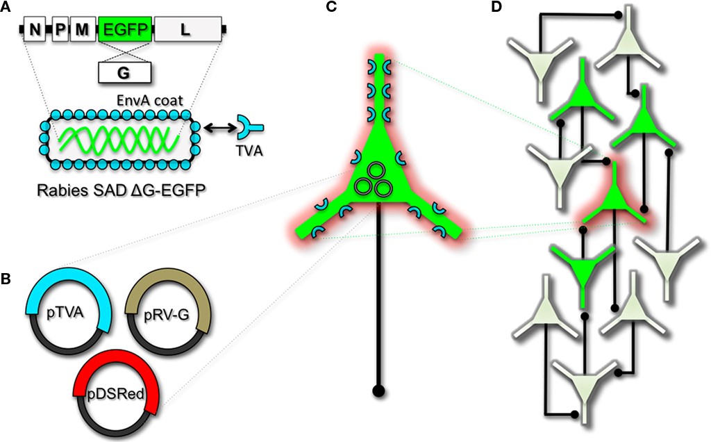 Engineering and pseudotyping rabies virus (RV) for transneuronal tracing. (A) RV can be genetically engineered to express EGFP by replacing the genomic sequence encoding the G coat protein. The genetically modified G-deletion mutant RV must be propagated in vitro to supply a coat protein. The particle can thus be pseudotyped by providing a foreign coat protein such as EnvA, which originates from the avian leukosis virus and binds specifically to it its cognate receptor TVA. EnvA pseudotyped RV can be used to selectively infect neurons that have been genetically targeted for TVA expression. By including additional constructs that encode the wildtype G-capsid protein and a red-colored “cell fill” (B), the modified RV can be genetically targeted to individual neurons for restricted circuit mapping and monosynaptic tracing (C). Since no endogenous receptors exist in the mammalian brain for EnvA, only neurons that are programmed to express TVA are capable of being infected by the EnvA pseudotyped virions. Because the wildtype G-protein sequence has been deleted from the RV genome, G must be supplied by complementation to allow trans-synaptic spread from the neurons targeted for infection. (D) Viral spread ceases monosynaptically due to the absence of G in unmodified neuronal populations.