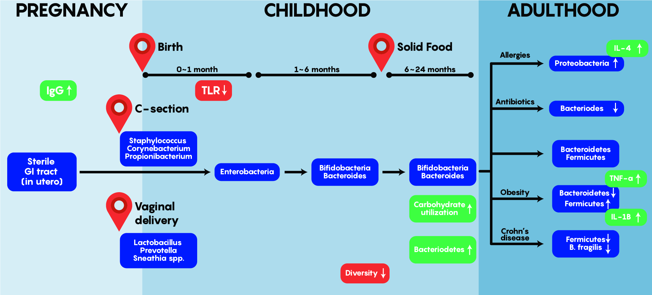 An illustration of the typical developmental colonization of the gut by bacteria. The initial colonies of bacteria that settle depend on the delivery method. In the first week of life, TLR is reduced, which may allow for the formation of stable bacterial colonies in the gut. During the first 6 months, as children are subjected to solid foods, the diversity of microbiota increases. The immune system is able to differentiate the difference between pathogenic and helpful bacteria. Disease appears to correlate with bacteria concentration and composition.