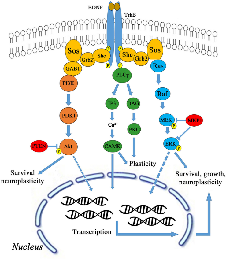 Pathways that BDNF activates. Brain-derived neurotrophic factor activates TrkB through several downstream signaling pathways, such as AKT, CaMK, Ras/Raf/MEK/ERK leading to cell survival, growth, and neuroplasticity. BDNF activates TrkB stimulation via phosphatidylinositol-4,5-bisphosphate 3-kinase (PI3K) and also activates proteins like Shc, Grb-2, and Gab-1. The PI3K is also activated by binding to Ras homolog enriched by brain glutamine triphosphate (Ras-GTP).