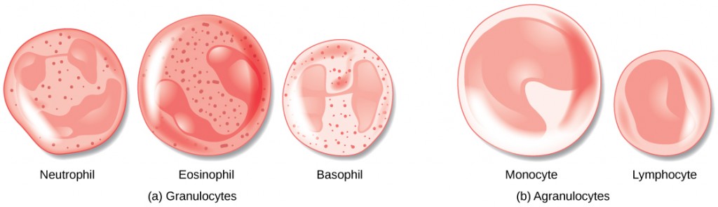 Illustrations of the different white blood cells.
