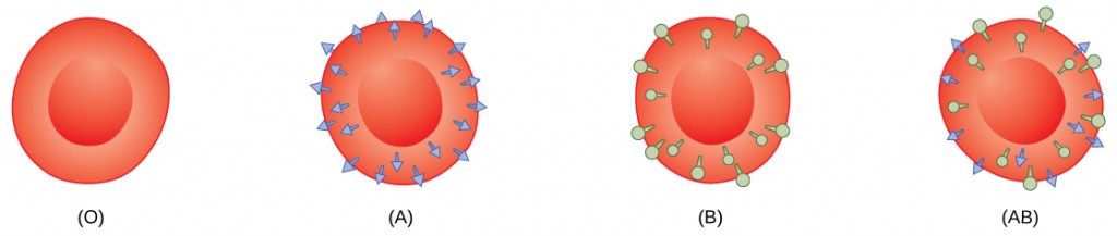 Illustrations of the four different blood types, with small dots representing type A and type B glycoproteins for A, B, and AB.