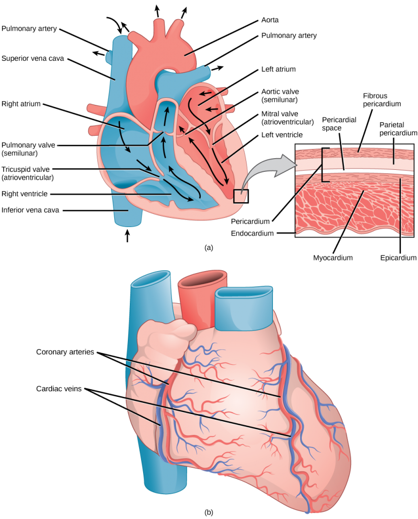 Image consists of three diagrams, the first of a labelled diagram of the heart, the second is a close-up of the heart's outer membrane, the third of the blood vessels on the surface of the heart's outer membrane.
