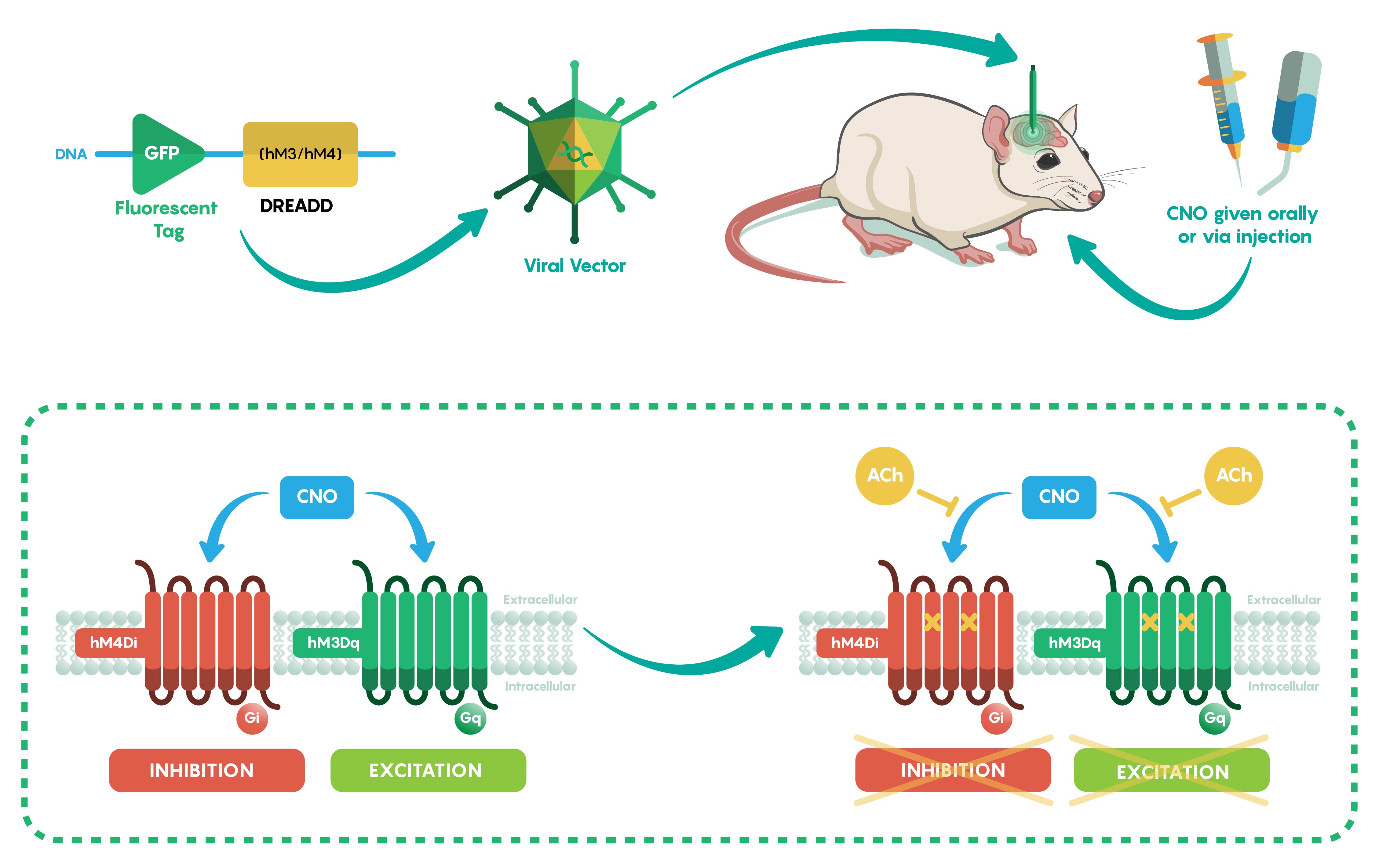 Resumen esquemático de cómo se pueden usar diferentes variantes de DREADD (HM3Dq y HM4Di) para activar y también inhibir grupos de neuronas usando CNO. La figura también muestra los efectos inhibitorios de la acetilcolina (ACh) sobre el CNO.