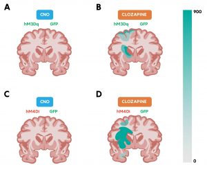 3.4 Chemogenetic Methods To Examine The Brain And Behaviour 