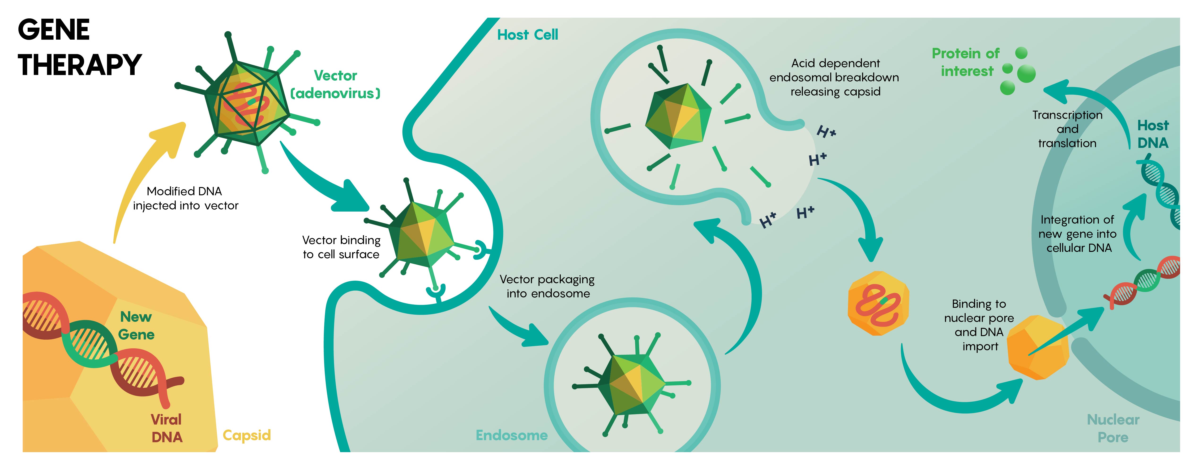 3.6 Viral Mediated Delivery of Genes to Neurons Medicine LibreTexts