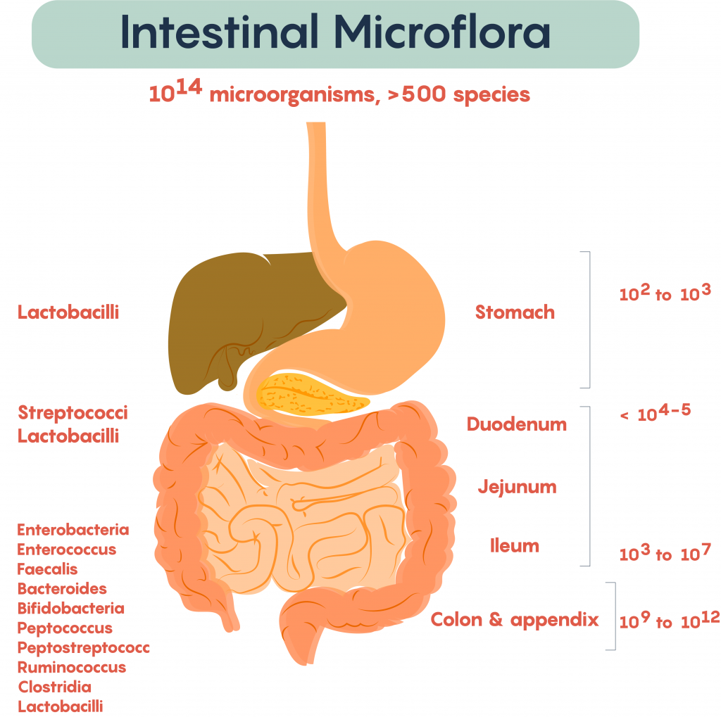 4 1 The Gut Microbiome And Its Impact On The Brain Medicine Libretexts