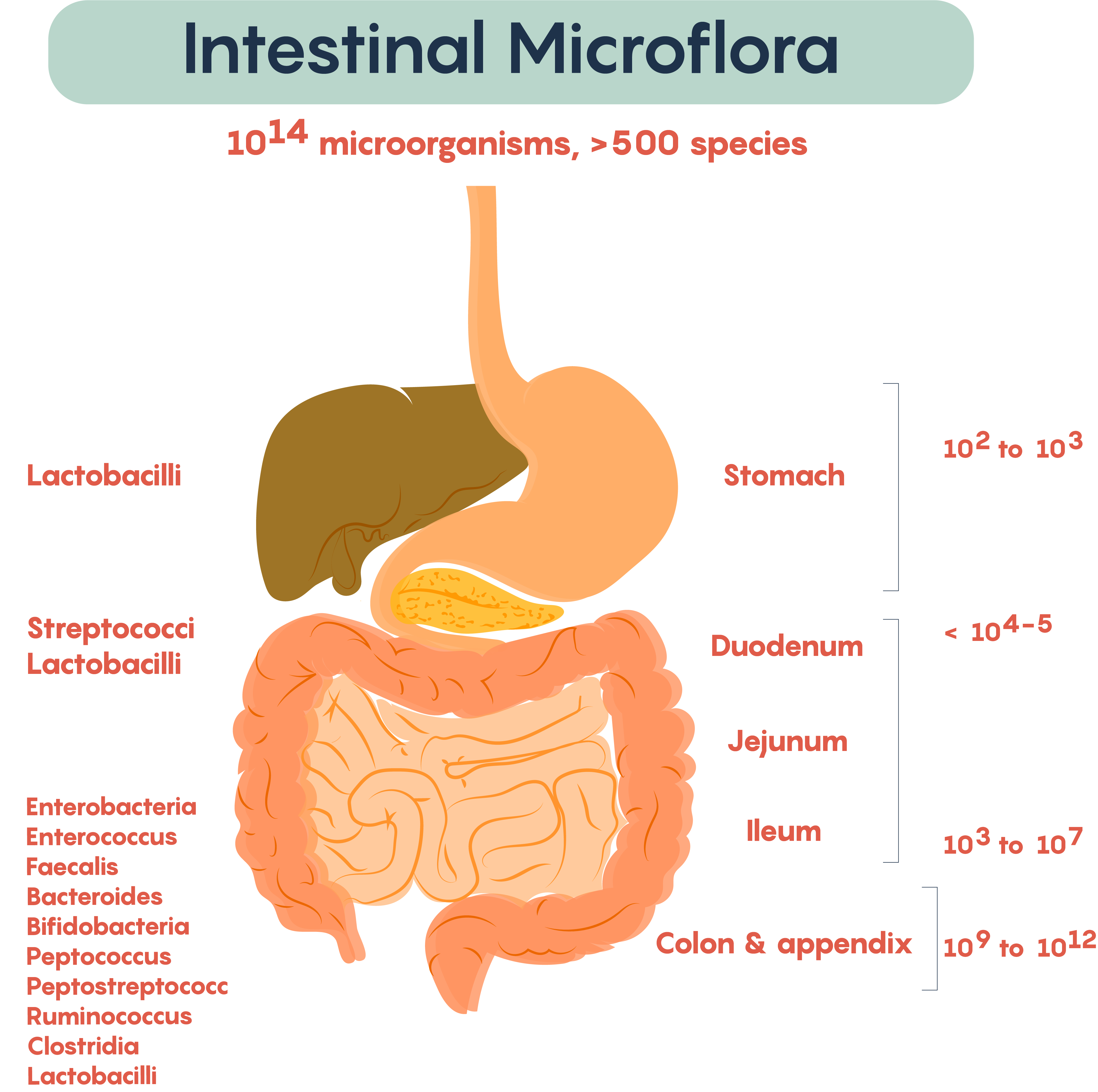 Microbial density in the gut. Overall, there are 10^14 microorganisms residing in the human gut, with over 500 unique species. In the stomach, the majority are the Lactobacilli, making up about 10^2 to 10^3. In the Duodenum, there are Streptococci and  Lactobacilli, with a concentration of 10^4 or 10^5.  As we descend past the jejunum and into the ileum, the concentration of bacteria increase dramatically - up to ten million bacteria reside here. Bacteria such as Enterobacteria, Enterococcus, Faecalis, Bacteroides, Bifidobacteria, Peptococcus, Peptosteptococc, Ruminococcus, Clostridia, and Lactobacilli. These bacteria are also common in the colon and appendix, but the microorganism concentrations increase yet again, to 10^9 to 10^12. There is a general trend that complexity and concentration of bacteria increases as we descend the GI tract.