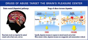 Dopamine pathways are reward circuits within the brain, and are important for natural rewards such as food, music, and sex. Typically, dopamine increases in response to natural rewards such as food. However, some drugs of abuse -like cocaine- provide exaggerated dopamine increases, and brain communication is altered.