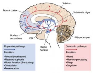 A diagram of the functions of dopamine and seritonin pathways within the brain: dopamine pathways influence reward and motivation, pleasure and euphoria, fine motor function, compulsion, and perseveration; serotonin pathways influence mood, memory processing, sleep, and cognition.