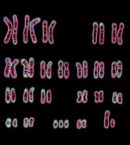 A digital illustration of 23 pairs of chromosomes.