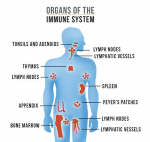 Diagram of the immune system