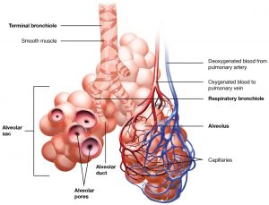 Anatomical illustration of the respiratory zone.