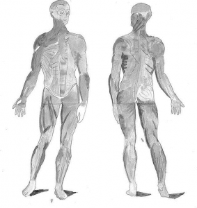 Diagram of the muscular system