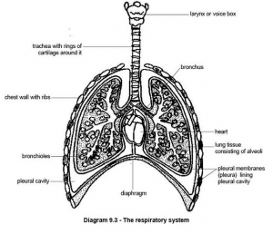 Diagram of the respiratory and cardiovascular system.