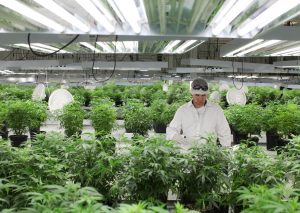 Greenhouse employee taking care of marijuana plants