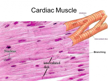 1.1 Cardiomyogenesis – Selected Topics in Health and Disease