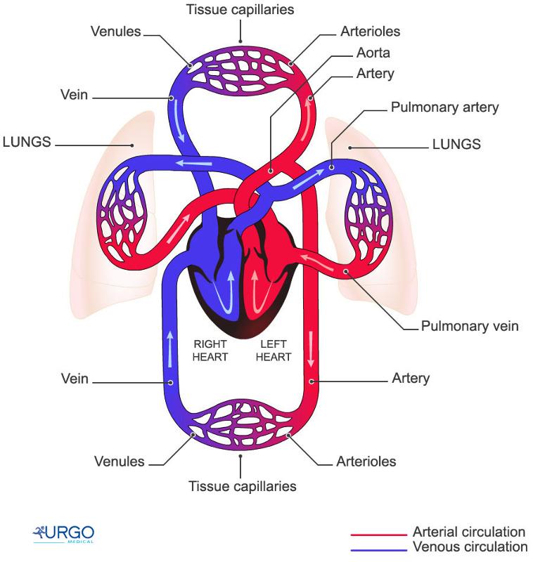 image of Cardiovascular System