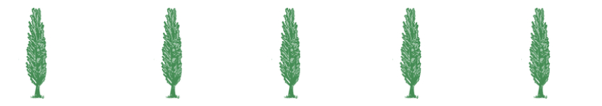 banner with five identical coniferous trees in a row