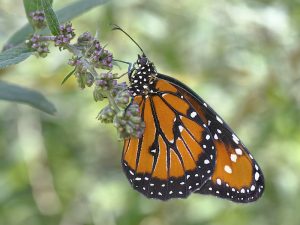 monarch butterfly on a branch