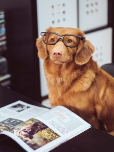 Image of a Dog wearing glasses sitting in front of a book