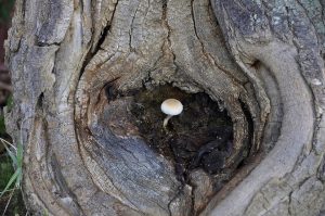 A mushroom growing on the inside of a hollow tree.