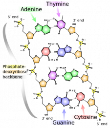 2.3 Biological Molecules – Concepts of Biology-1st Canadian Edition