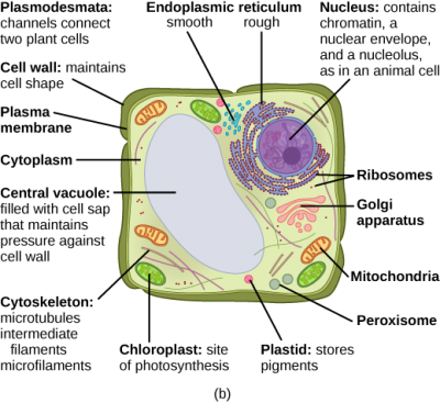 Eukaryotic Cell Components Chart