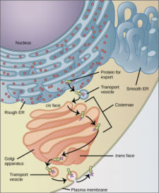 3.3 Eukaryotic Cells – Concepts of Biology-1st Canadian Edition