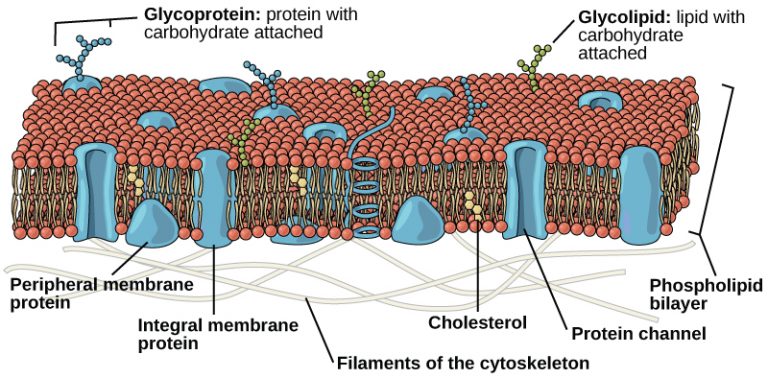 3.4 The Cell Membrane – Concepts Of Biology-1st Canadian Edition