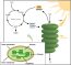 5.3: The Calvin Cycle – Concepts of Biology-1st Canadian Edition