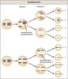 7.3 Errors in Meiosis – Concepts of Biology-1st Canadian Edition