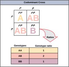 8.3 Extensions of the Laws of Inheritance – Concepts of Biology-1st ...