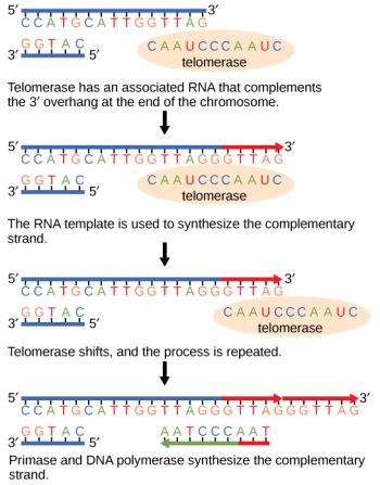 9.2 DNA Replication – Concepts of Biology-1st Canadian Edition