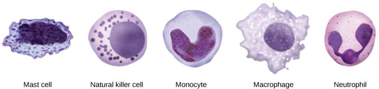 12.2 Innate Immunity – Concepts of Biology-1st Canadian Edition