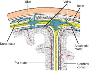 16.3 The Central Nervous System – Concepts of Biology-1st Canadian Edition