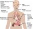 Regulation Of Body Processes Concepts Of Biology St Canadian