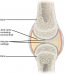 19.3 Joints and Skeletal Movement – Concepts of Biology-1st Canadian ...