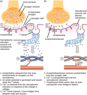 19.4 Muscle Contraction and Locomotion – Concepts of Biology-1st ...