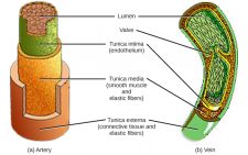 21.3. Mammalian Heart And Blood Vessels – Concepts Of Biology-1st ...