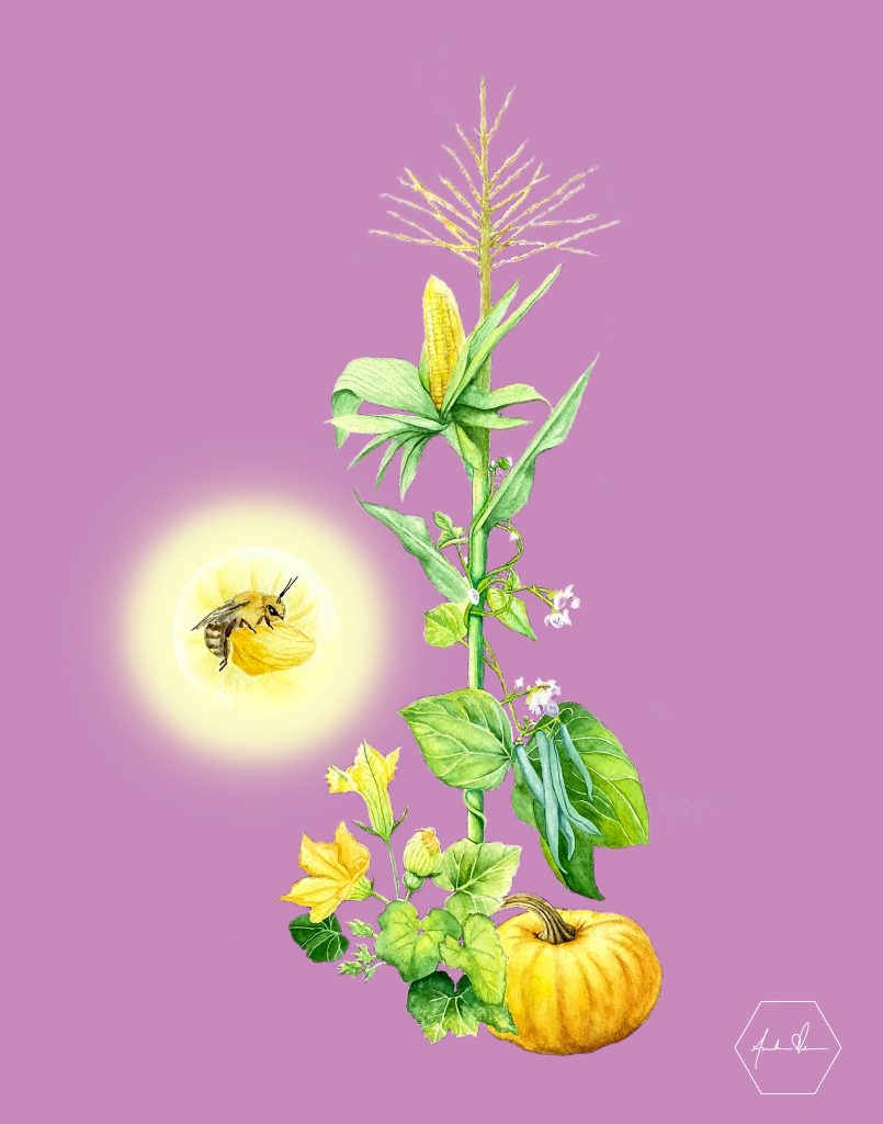 painting of a bee hovering near a corn, squash, and bean plant growing together