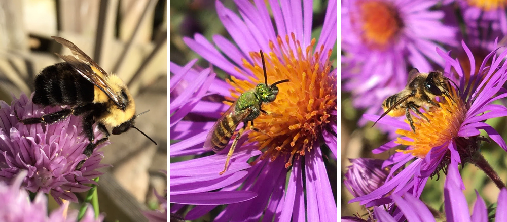 three photos of social and solitary bees drinking nectar from flowers