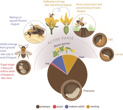 illustrations showing the lifecycle of the hoary squash bee