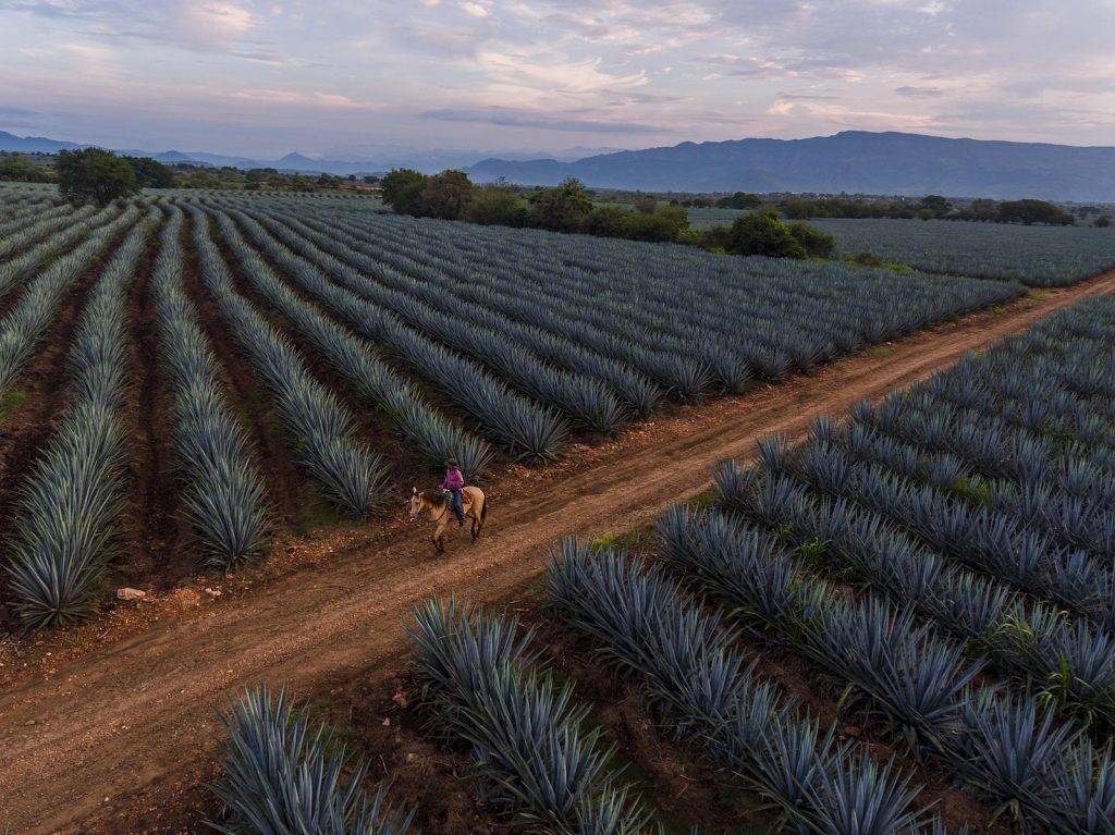 numerous rows of blue agave plants stretching across a field
