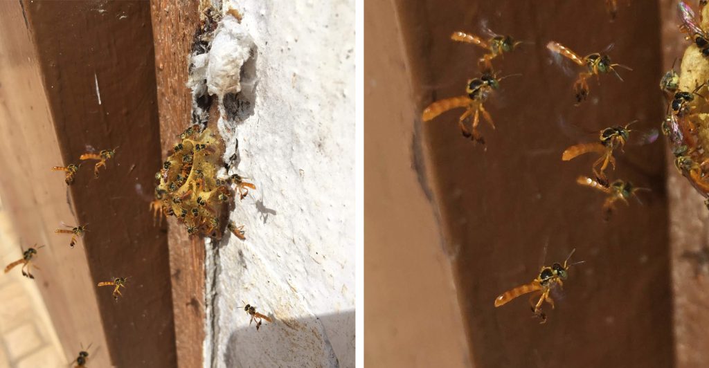 tiny Tetragonisca angustula nest with guard bees hovering around the entrance