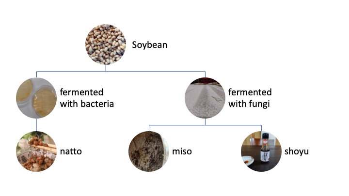 a diagram showing the transformation of soybeans into natto, miso, and shoyu via different fermentation processes
